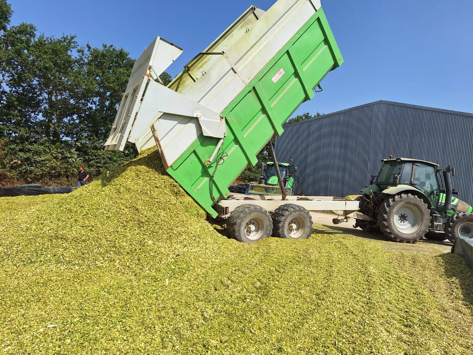 Maïs ensilage : un contraste dans le département