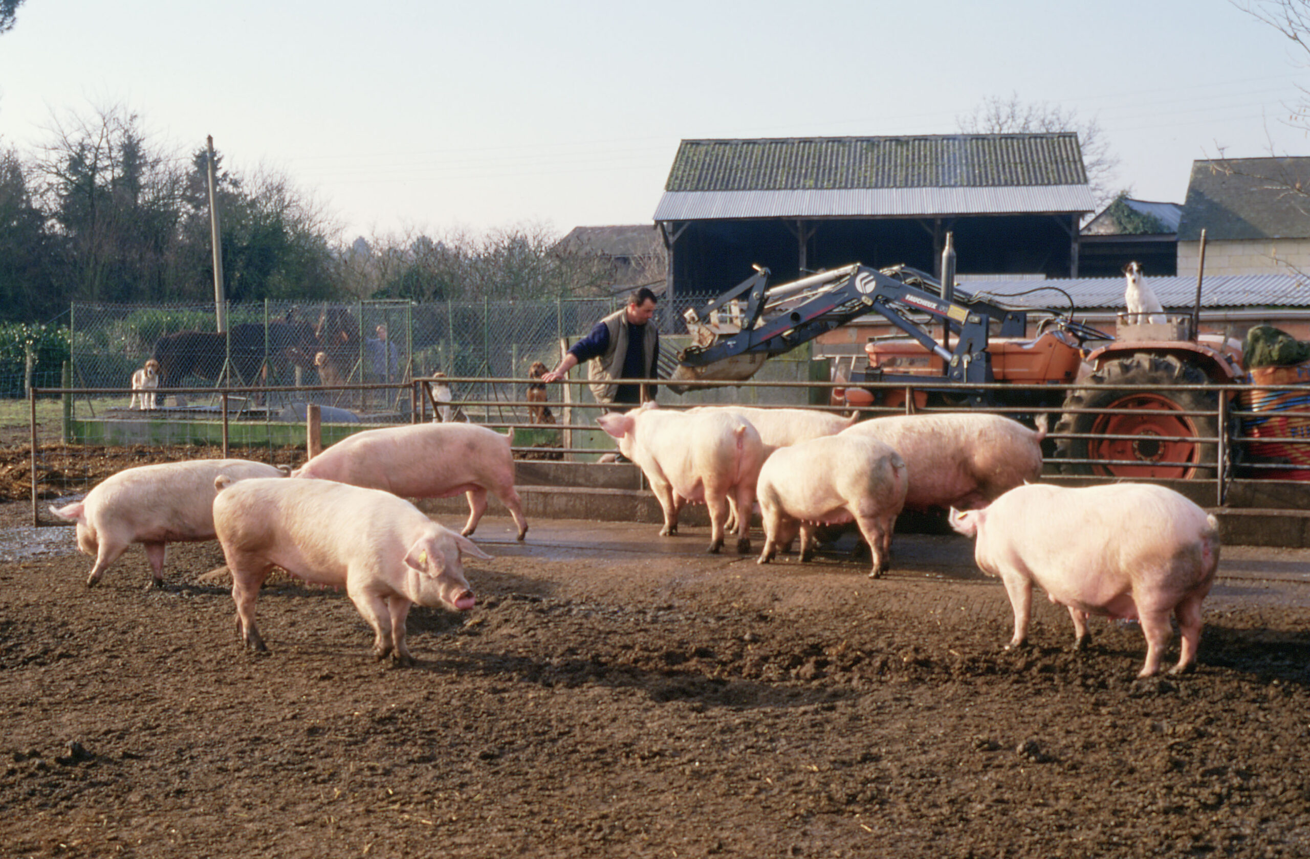 MSA 44 – 85 : Professionnels des filières porcine et aviaire : Faites-vous vacciner contre la grippe saisonnière