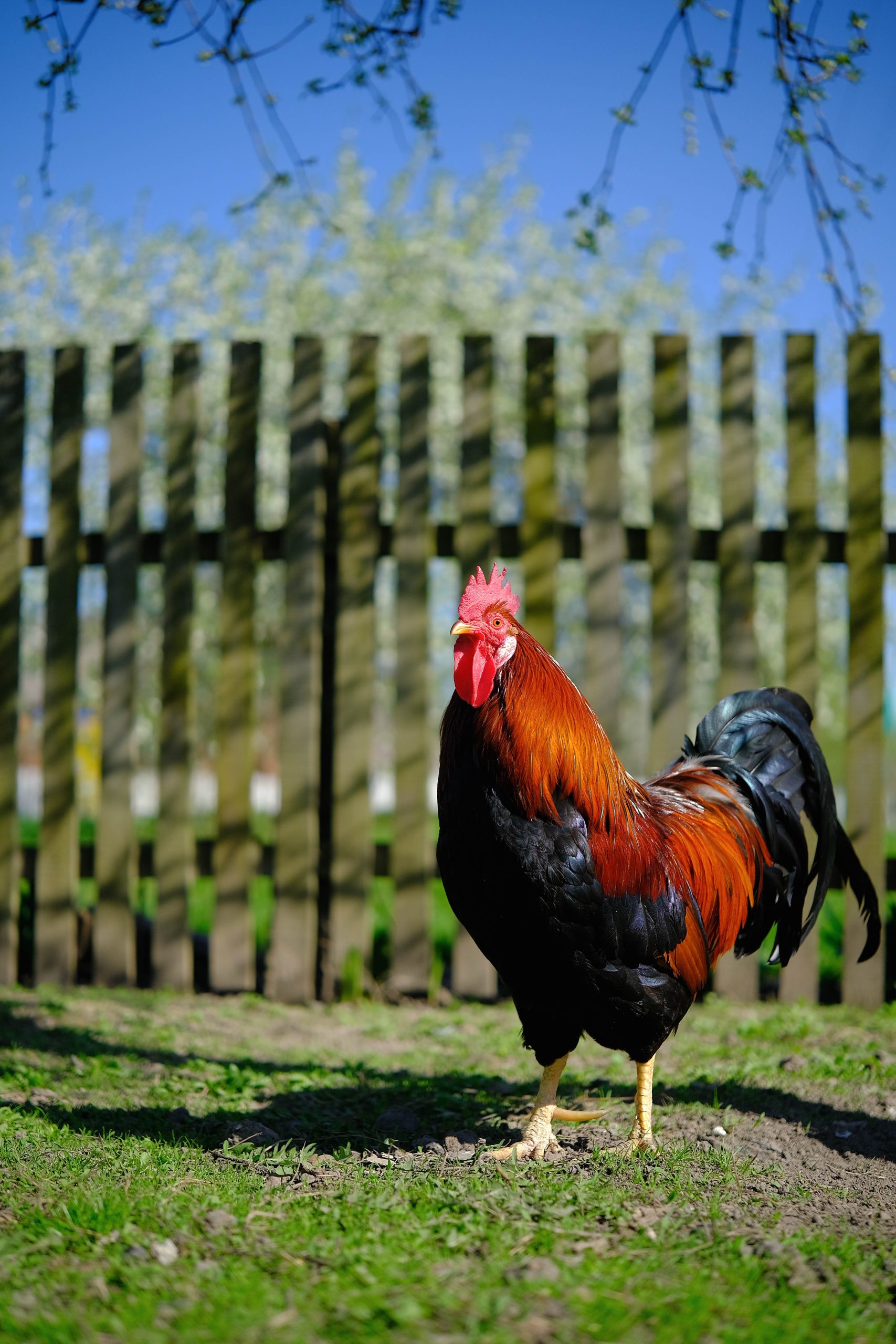 A vibrant rooster with red and black plumage stands proudly on green grass near a wooden fence.
